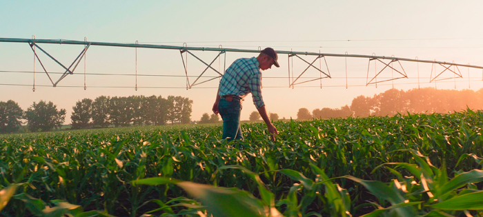 Farmer in Corn Field