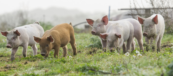 Court-decision-pig-farm
